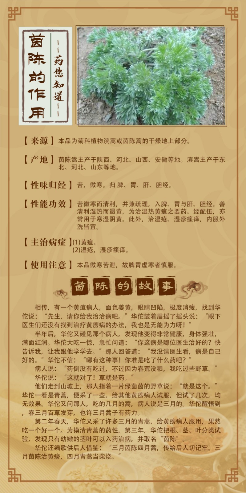 茵陈.jpg